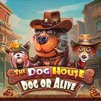 WINDEE888 PP slot The Dog House – Dog or Alive